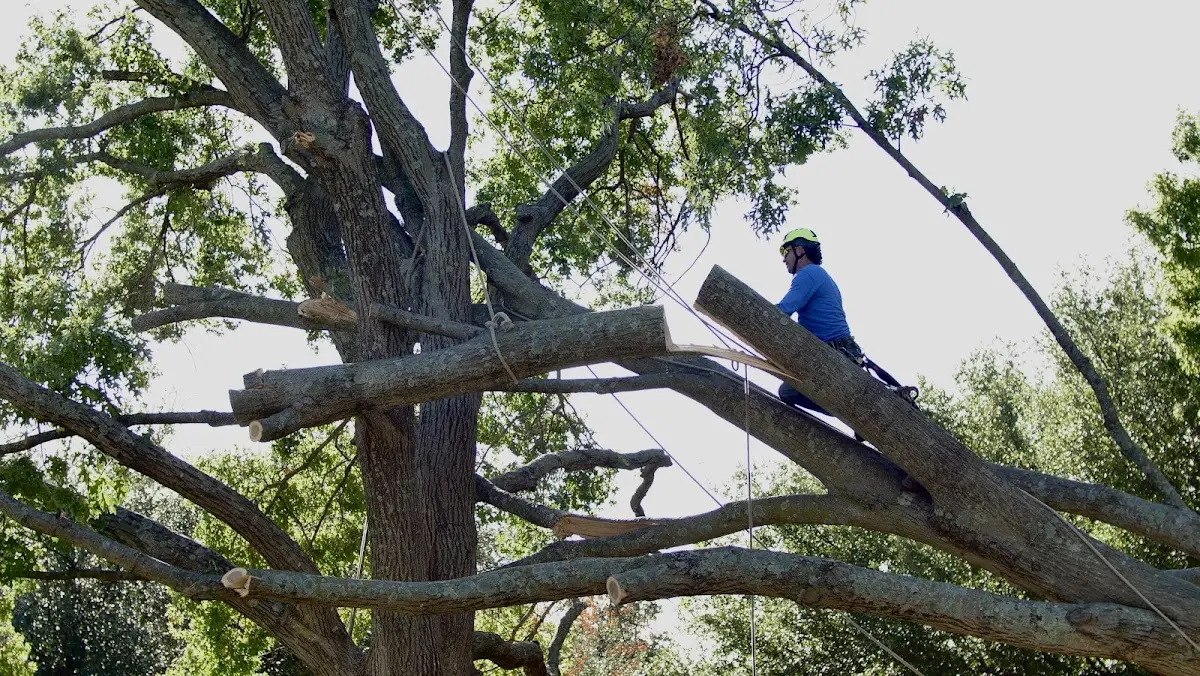 Professional Crown Thinning performed by certified arborists in Avoca