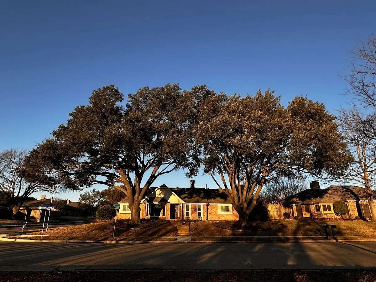 Established residential canopy tree shading a home in Avoca